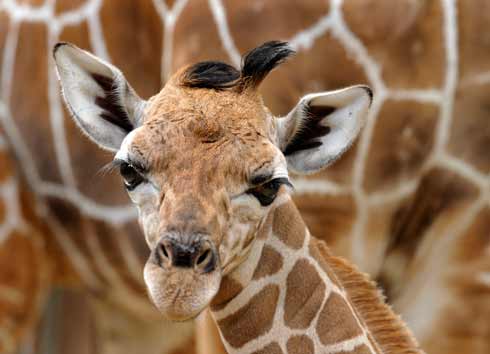 dak_baby_bolo_a © Copyright Disney